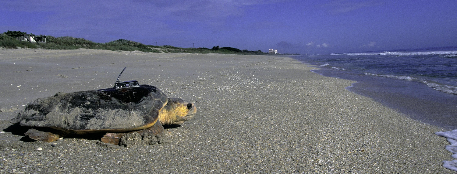 Loggerhead sea turtle (Caretta caretta). These sea turtles nest on Rethymno beaches every summer.