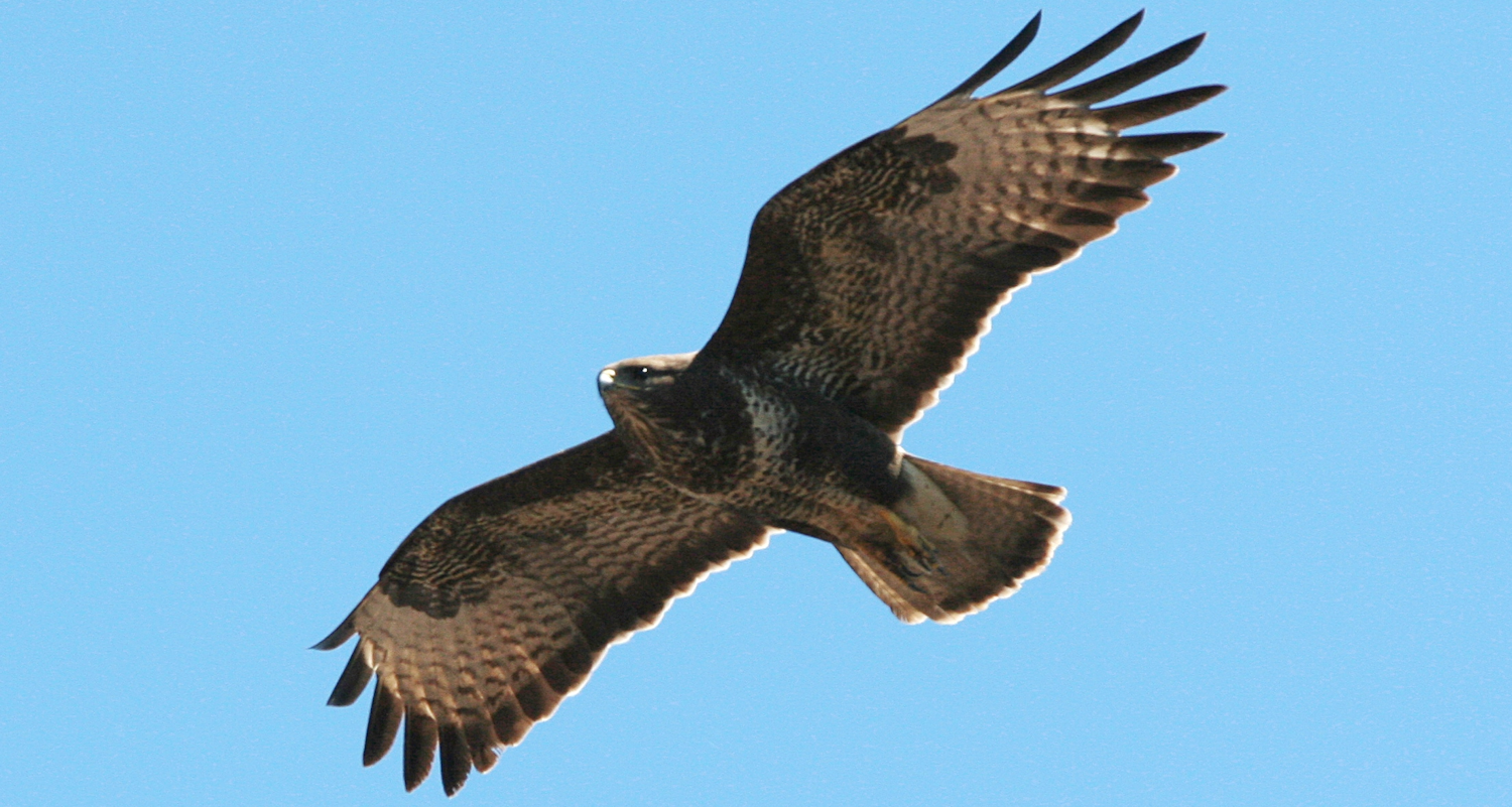 The common buzzard (Buteo buteo) can be seen daily at Villa Talea