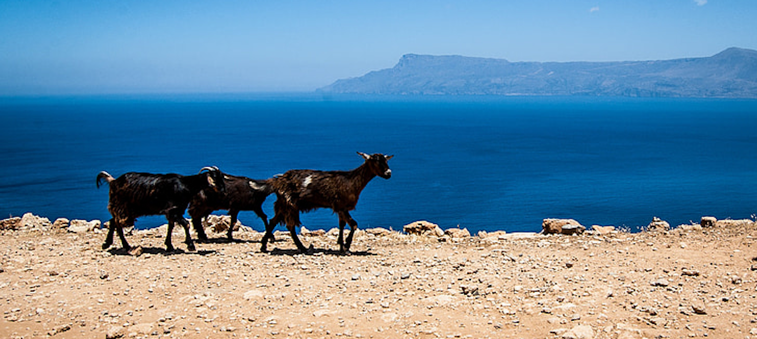 Two goats on a barren mountain path with the sea behind