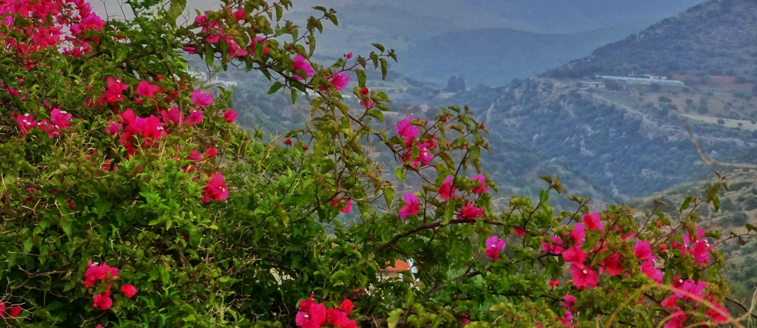 Photo of a Bougainvillea with mountains behind. It is native to South America but found all over the Mediterranean today.