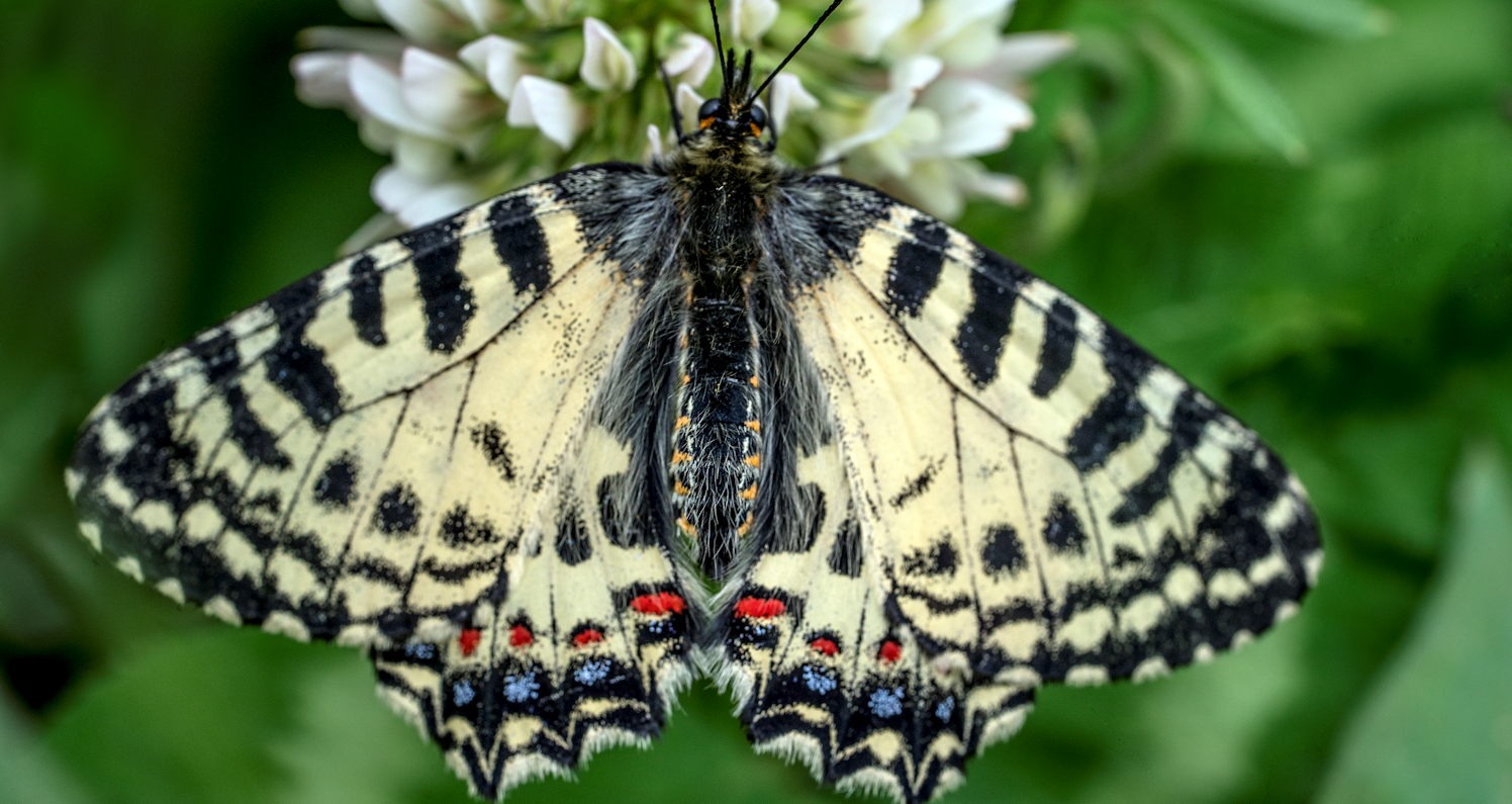 Cretan Festoon (Zerynthia cretica). An endemic butterfly on Crete