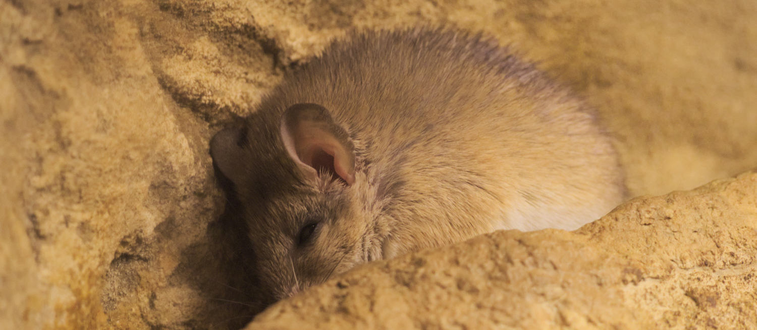A Cretan spiny mouse (Acomys minous). This one is part of the living museum exhibition of the Natural History Museum of Crete.